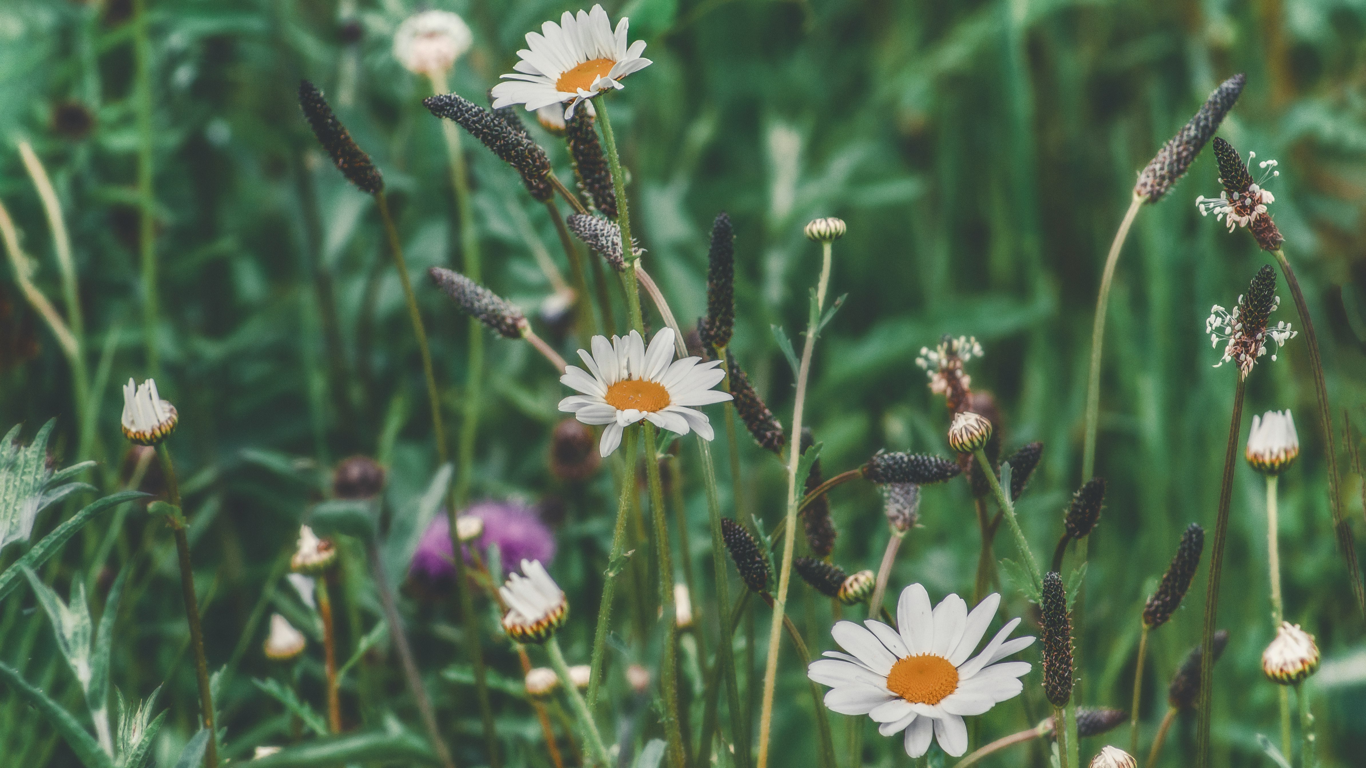 macro photography of white and yellow daisy flowers